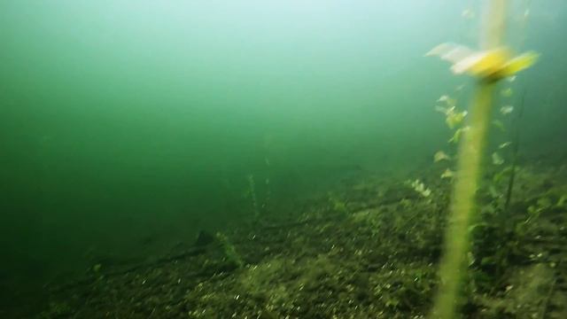 Озеро Долгое, Беларусь, 06.2016 смотреть онлайн