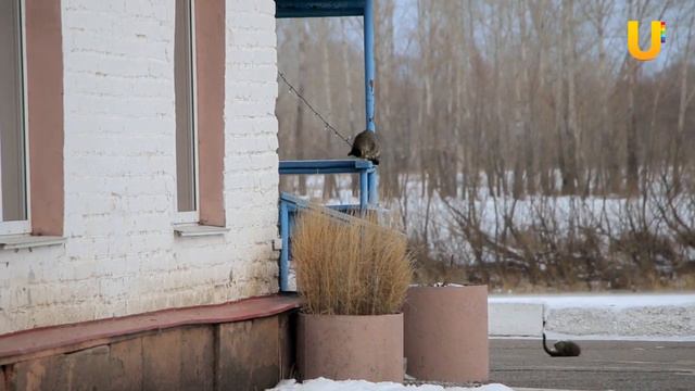 Чипирование животных смотреть онлайн
