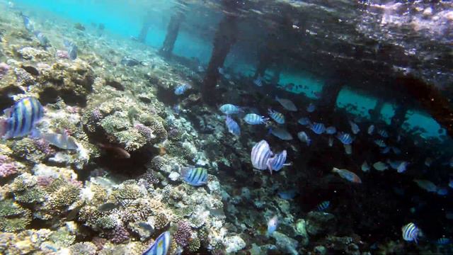 Rehana Royal Beach Resort Шикарный РИФ