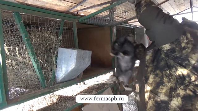 ЛПХ ЭКОФЕРМА смотреть онлайн