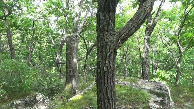 Приморский край, ущелье Дарданеллы, сентябрь 2023 г. смотреть онлайн