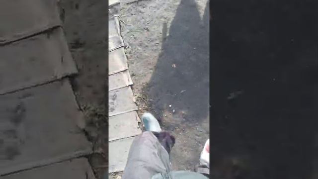 Собака которая умеет стоять на задних лапах смотреть онлайн