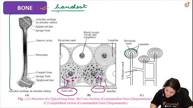 Structural Organisation in Animals|Class 11 Biology| 3 PM Class By Shivangi Ma'am| L6 English Mediu смотреть онлайн