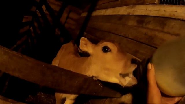 Кормление телёнка из соски... смотреть онлайн