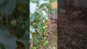 Томаты Спрут ф1. Отзыв.