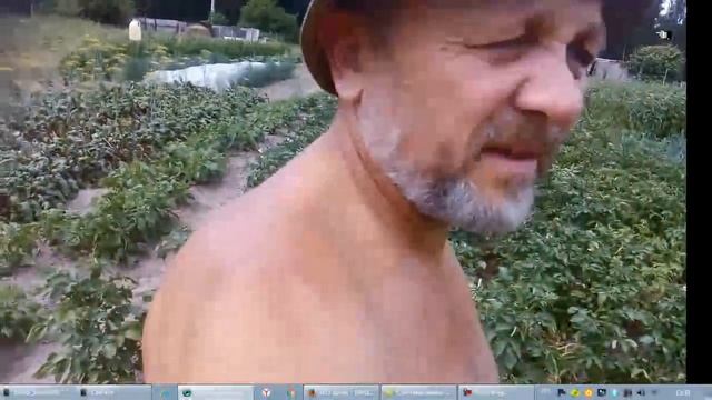 Простой ручной метод борьбы с колорадским жуком смотреть онлайн