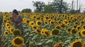 Подсолнухи