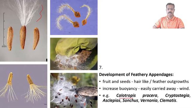 Seed & Fruit Dispersal смотреть онлайн