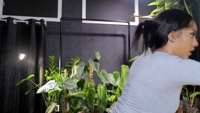 TROPICALS RARE PLANT IMPORT • FOREIGN AF OR A CRITICAL SITUATION?! смотреть онлайн