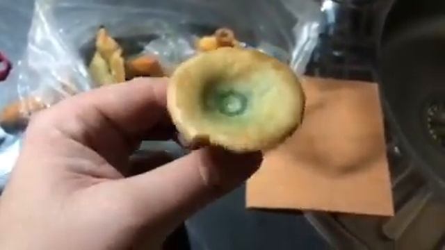 Грибы! Как опознать рыжика. смотреть онлайн