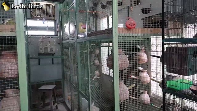 Customers Purchasing Fawn, White & Black Java | Urdu/Hindi | Lodhi Birds смотреть онлайн