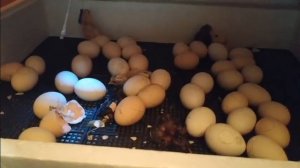 Выпаривание цыплят инкубатором Несушка.
