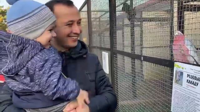 Парк птиц Розовый Какаду смотреть онлайн