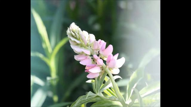 Relaxing 🌏Chill Out Music🌍 Ambient🌏 Beautiful nature of Russia🌏 4 смотреть онлайн