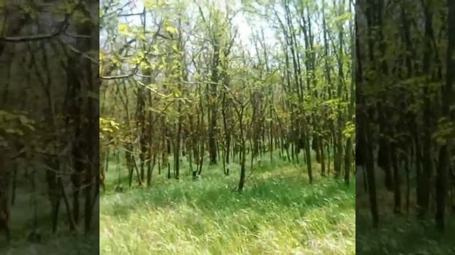 Когда зацветёт Белая акация в Семикаракорском районе Ростовской области. смотреть онлайн