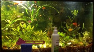 Зелёные стекла в аквариуме, водоросли, разные способы как бороться, какую профилактику делать.