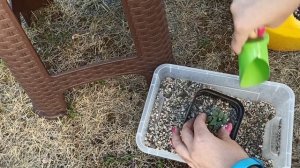 Хавортии: грунт и посадка