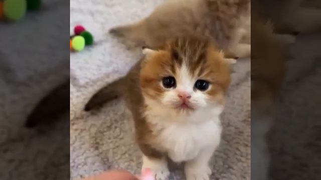 Пупс смотреть онлайн