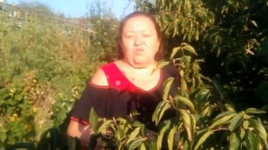 Выращивание кизила в плотной посадке.  Растительное соседство.