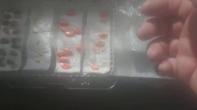 Посев подвоя для дынь и арбузов смотреть онлайн