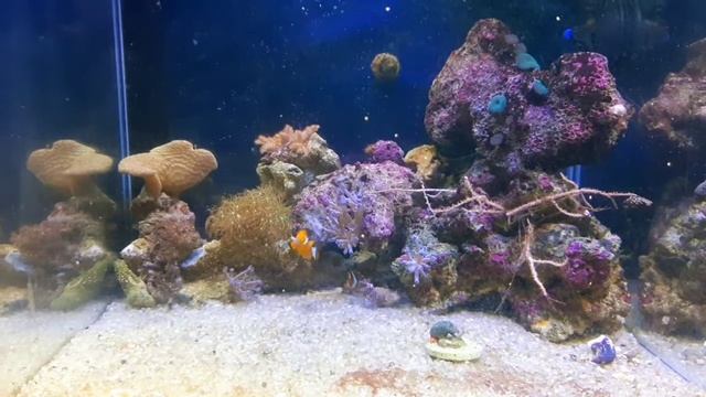 Можно ли кормить морских рыб водорослями для суши???? смотреть онлайн