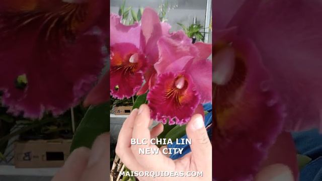 VEJA A CHIA LIN EM FLORAÇÃO ❤ CATTLEYA VERMELHA 😍 смотреть онлайн