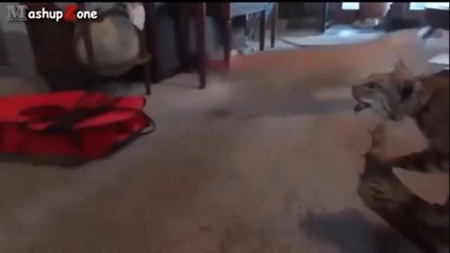 Смешное видео! Коты и мягкие игрушки смотреть онлайн