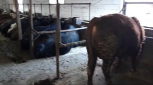 Откорм быков. Как лучше откармливать КРС ? запаривать кормовые или сухим давать?!