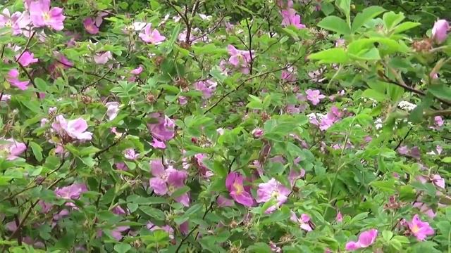 Весна, лето, осень. смотреть онлайн