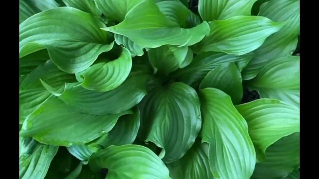 Hosta LAKESIDE COAL MINER. Hоста Лексайд КОЛ МАЙНЕР смотреть онлайн