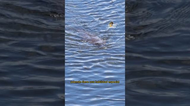 ornitorrinco pico de pato смотреть онлайн