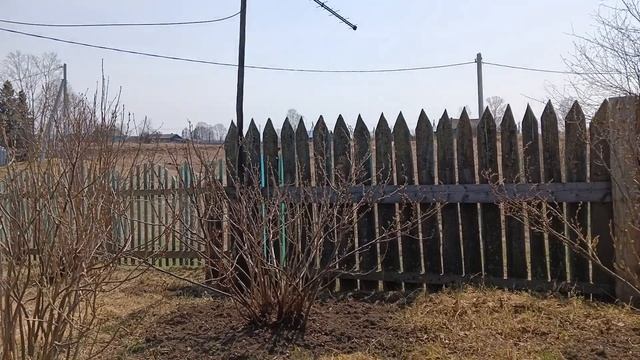 УЕХАЛИ К БАБЕ И ДЕДУ / ВКУСНАЯ КУКУРУЗА смотреть онлайн