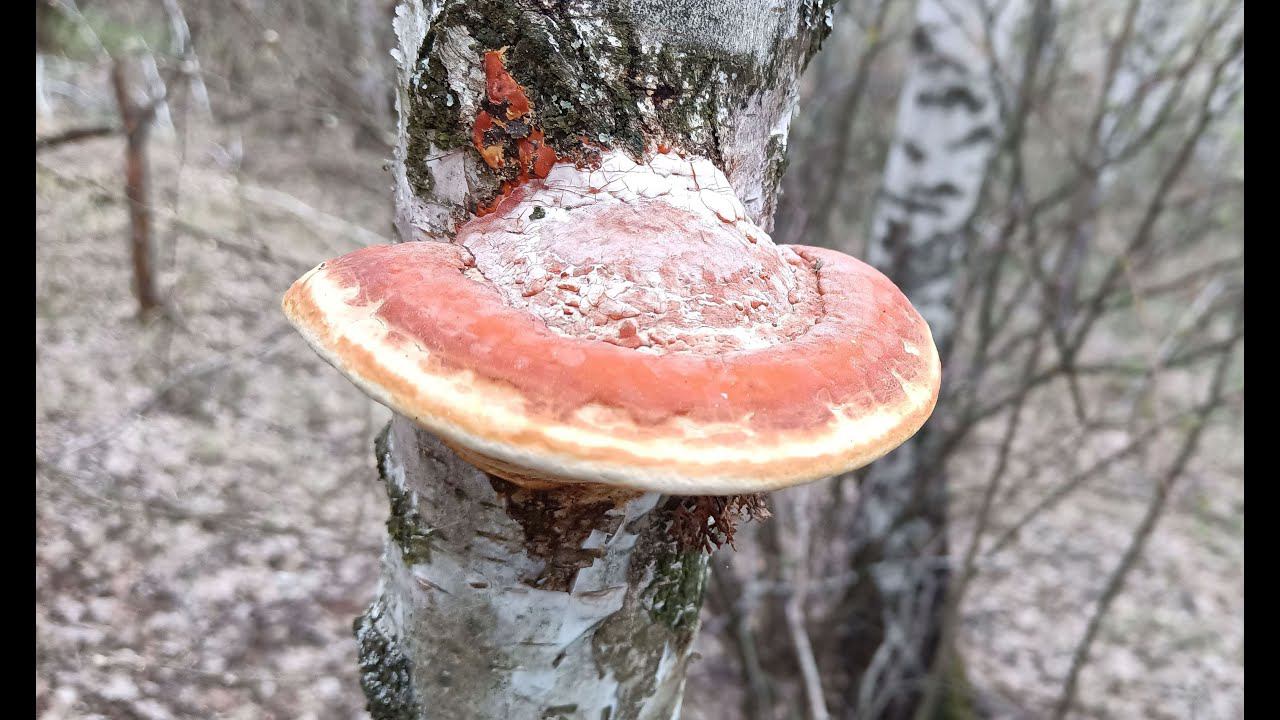 ОТец ищет грибы 19 апреля