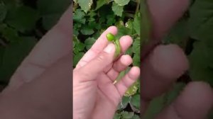 Физалис ягодный сорт Рахат-Лукум. Самый компактный и зимостойкий.