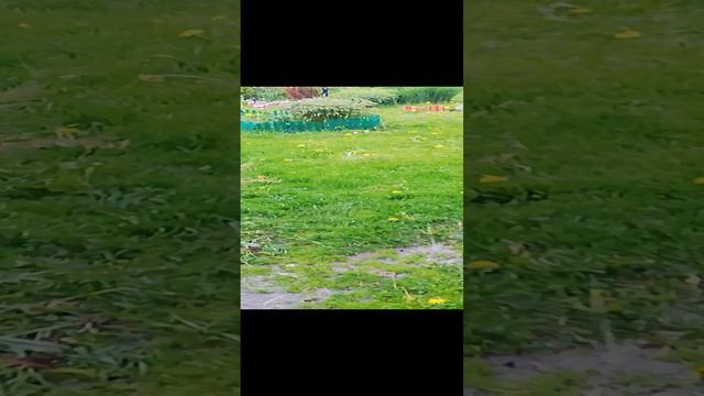 Майский ливень