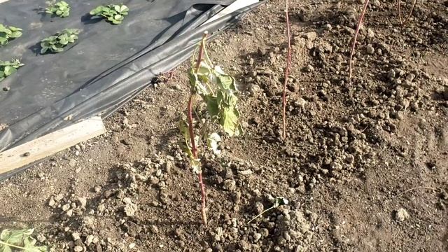 Завершаю осенние посадки саженцев смотреть онлайн