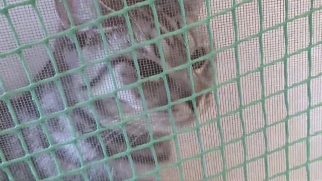 Сетка антикошка своими руками. смотреть онлайн