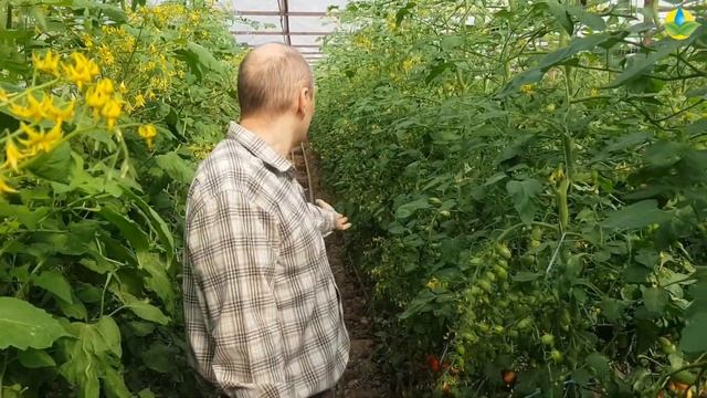 Выращивание томата черри САНТА ВИКТОРИЯ - Мега урожай томатов смотреть онлайн
