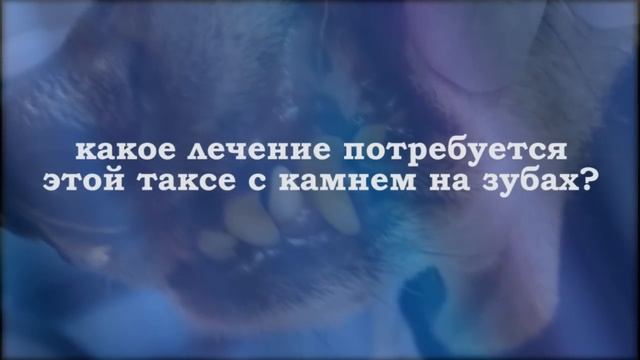 Чистка зубов собаке ультразвуком (Удаление зубного камня у собак) в приемной доктора М.Шелякова смотреть онлайн