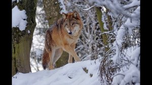Волки спасли жизнь людей. Удивительные и трогательные истории.