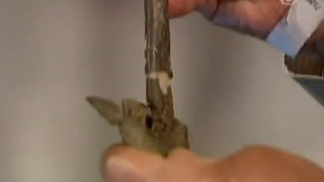 В Австралии нашли тираннозавра смотреть онлайн