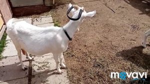 Вздутие живота у коз. Способ на 100% помогает?