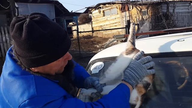 Кошка насрала на диван кошка палучает наказание смотреть онлайн