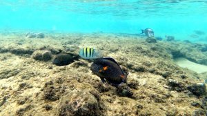 Шарм-эш-Шейх, отель "Газала Гарден", Красное море