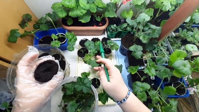 Как укоренить черенки пеларгонии плющелистной/пошаговое видео как я сажаю черенки/февраль2022г/ смотреть онлайн