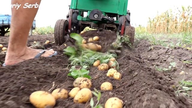 Самая ПРОСТАЯ картофелекопалка 