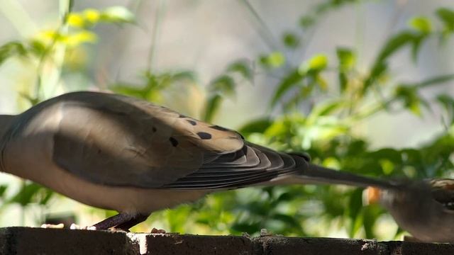 Contax Carl Zeiss Tele-Tessar 300mm f 4 смотреть онлайн
