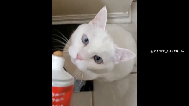 KHAO MANEE CATS 2021 смотреть онлайн