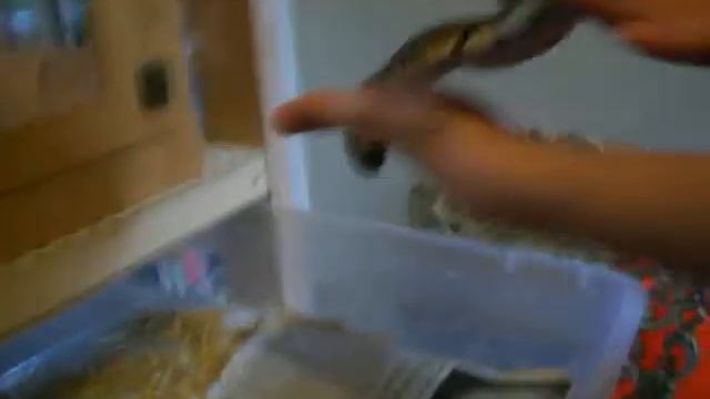 2009 pet project male смотреть онлайн