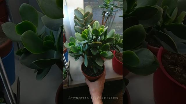 Денежное дерево обычное и древовидное. 14.12.2019 смотреть онлайн